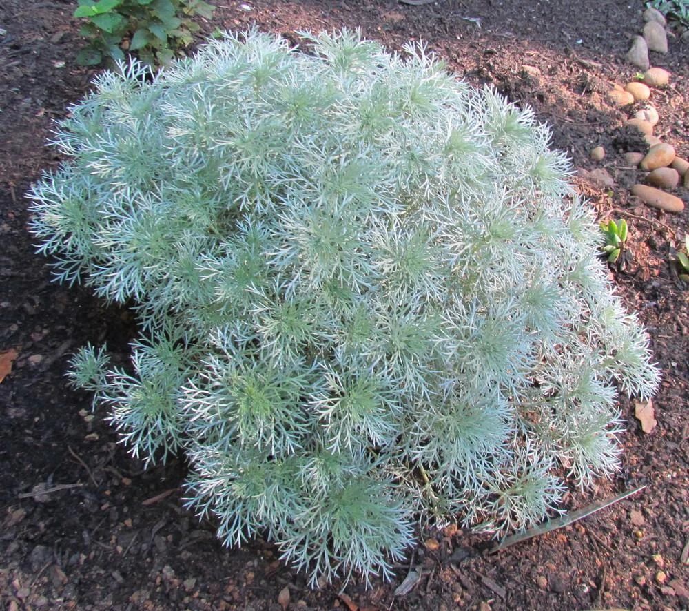 銀白色葉子的朝霧草 價格便宜 葉片清香 顏值特別高 養花交流 Mdeditor