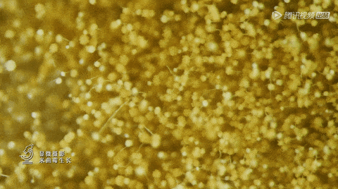 让纪录片参与全球产业竞争，视角要先“国际化