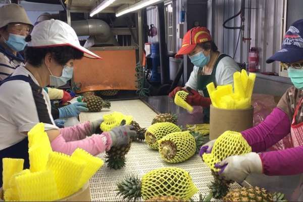 菠蘿禁令讓台灣新南向淪為笑柄，謝長廷再次坐實助日代表