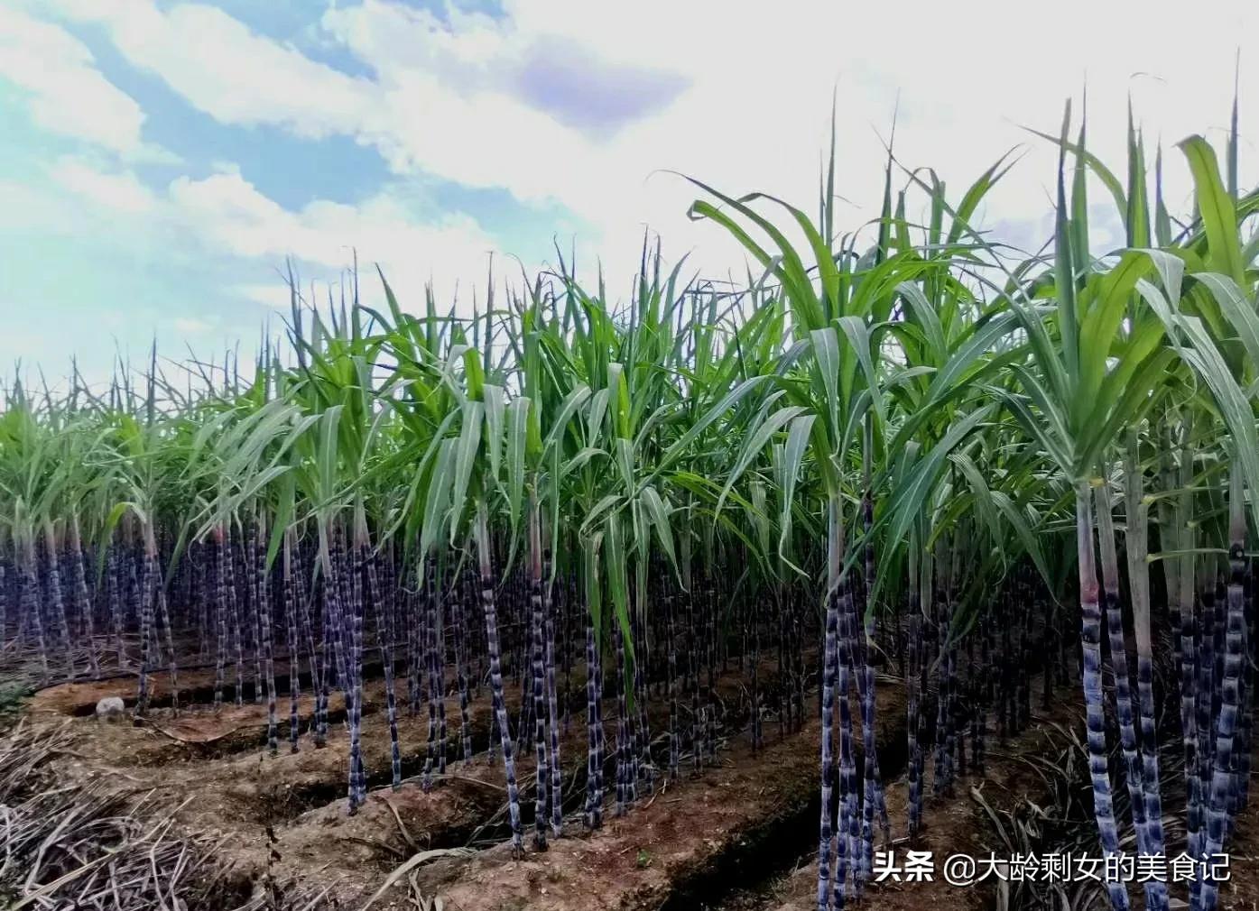 黄冰糖和白冰糖区别这么大，哪种才是劣质糖，对于糖你了解多少？