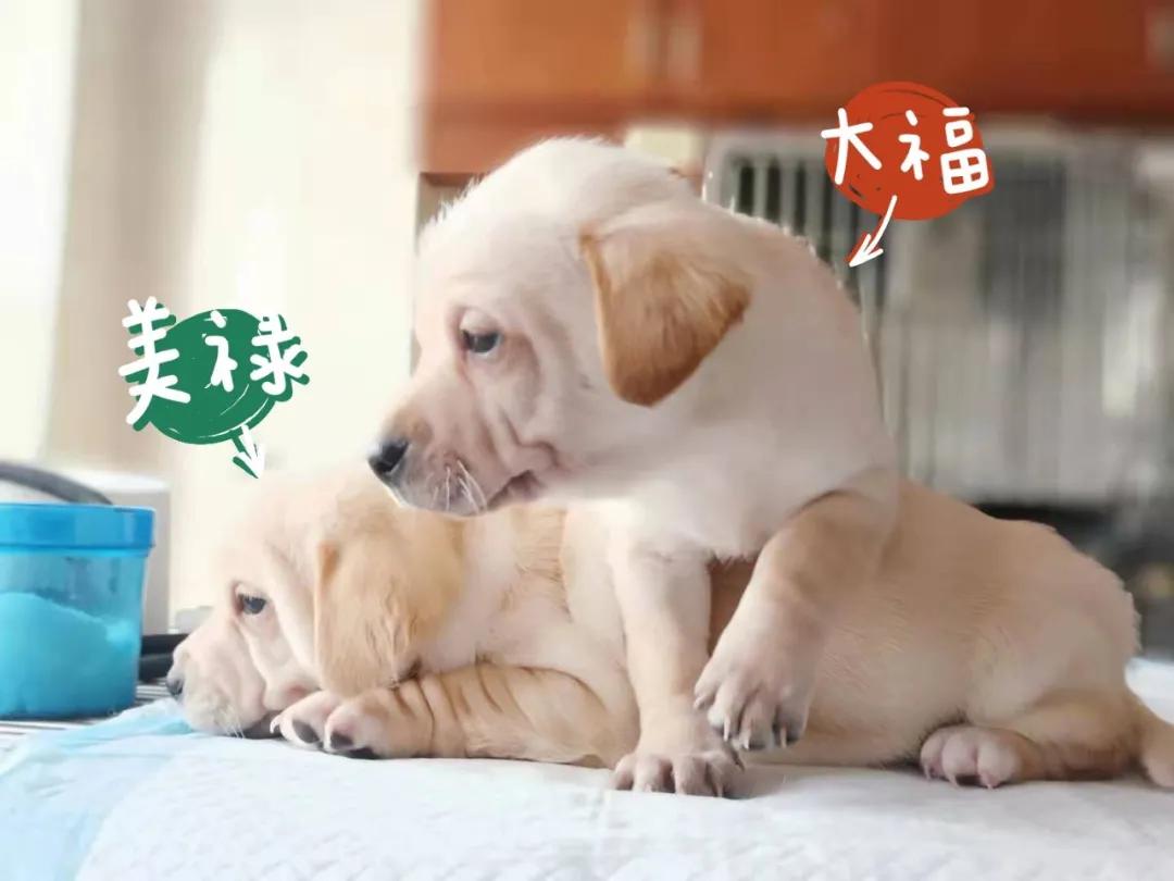 狗狗领养大片｜《请回答“领养人们”》