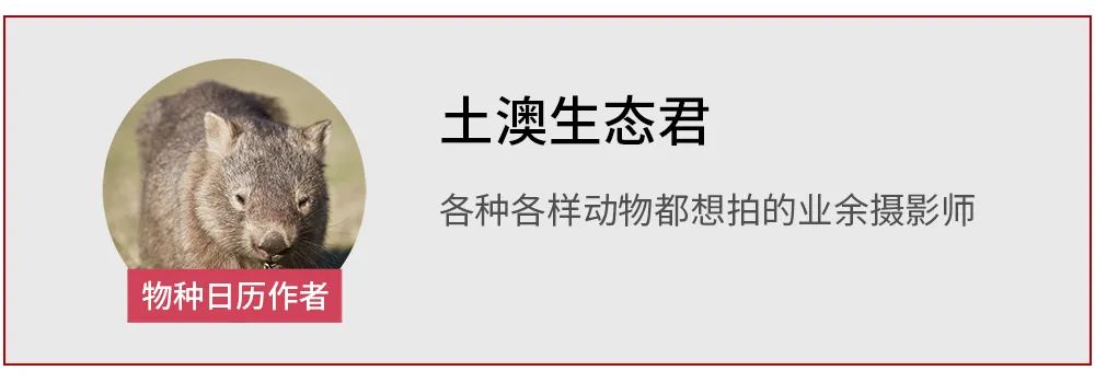 澳大利亚的镇国之宝，居然是一件镶满了宝石的“龙骨”