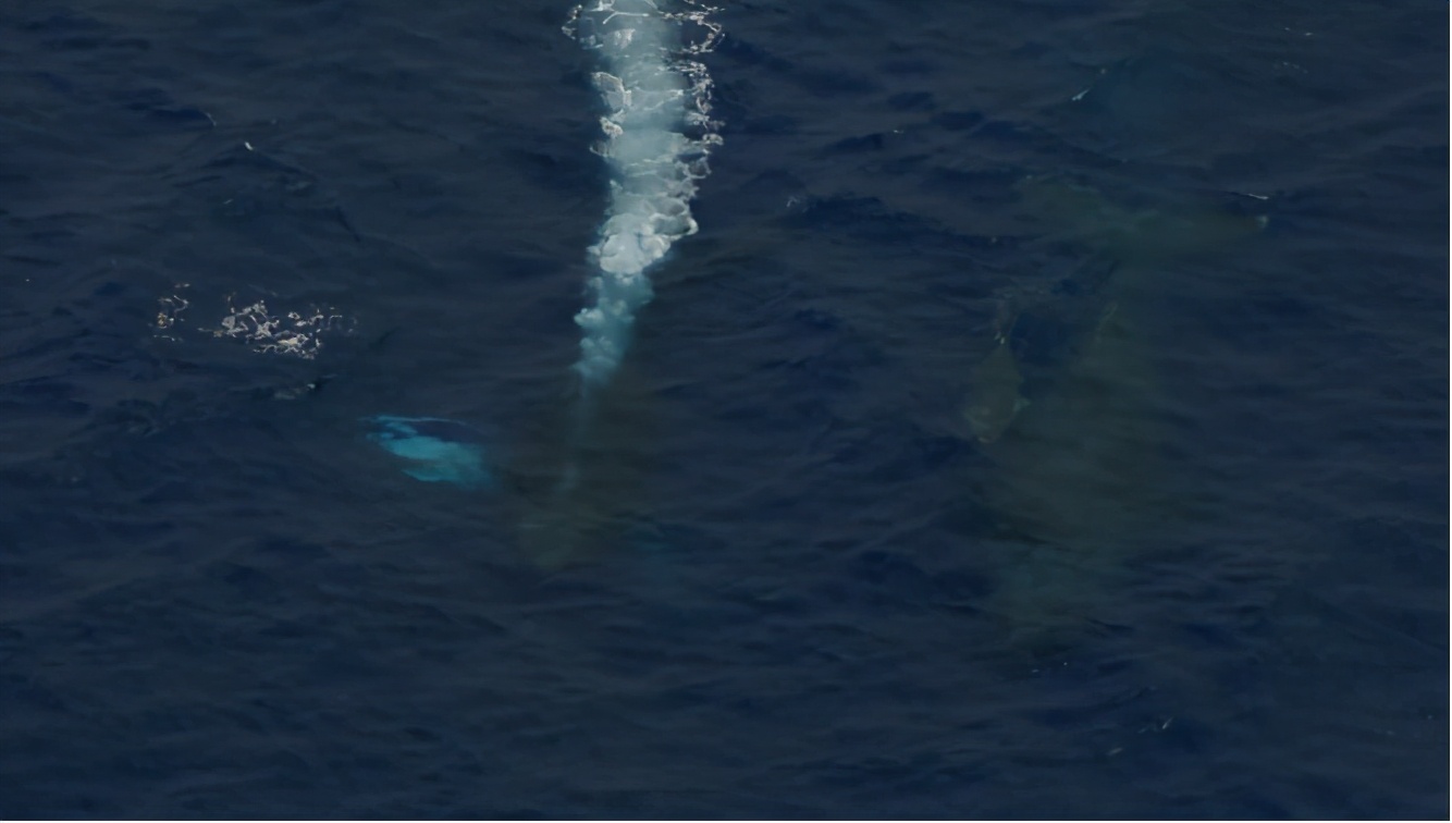 鲸鱼在海里究竟怎么哺乳？座头鲸：我有独特的吃奶姿势