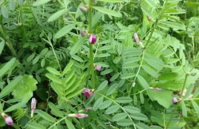 農村常吃的40種· 野菜，能治病能解饞，你吃過幾種呢？