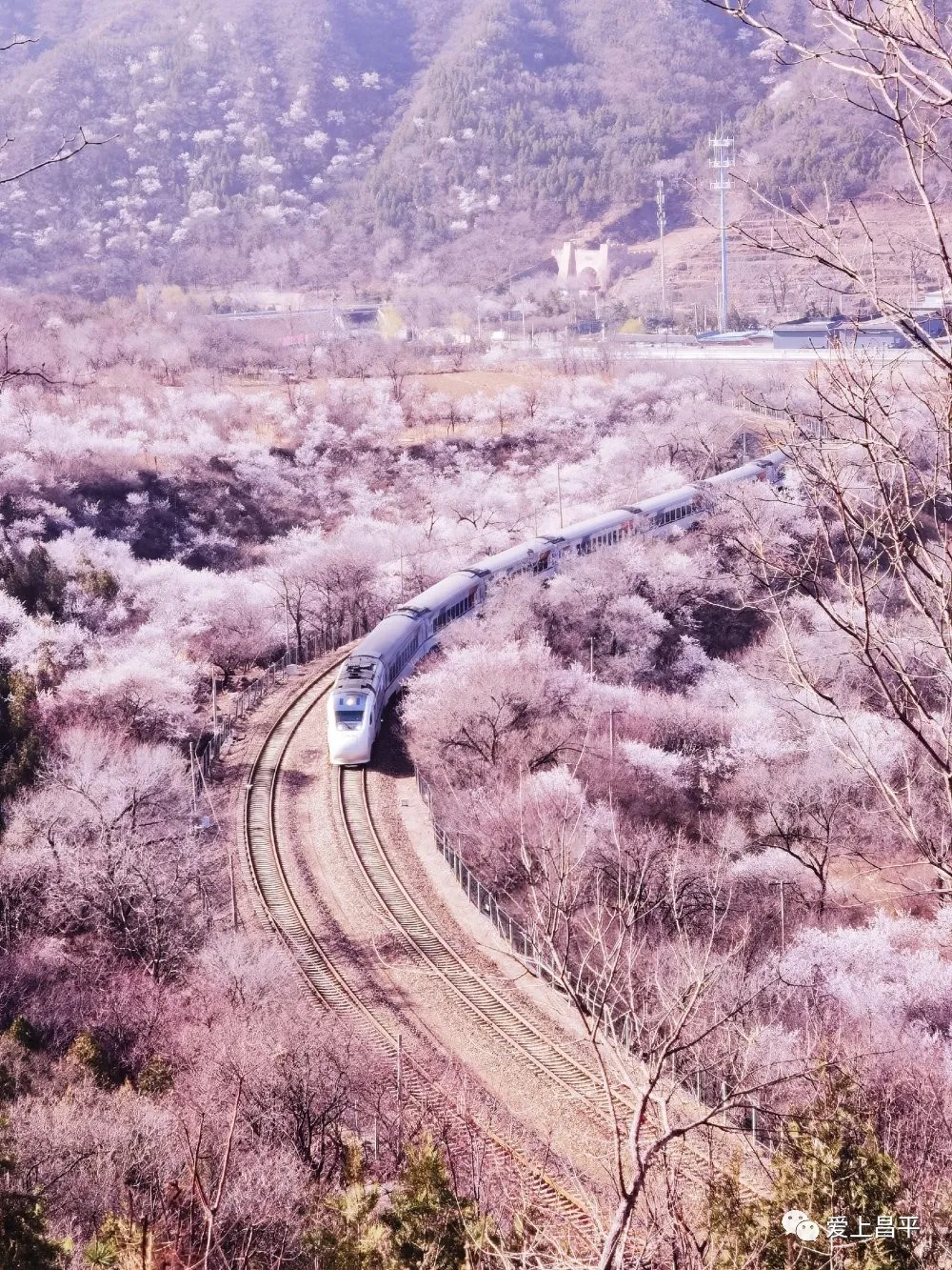 2021居庸关花海栈道图片