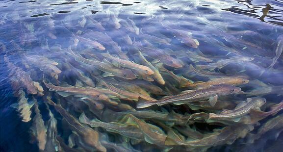 欧洲渔民表示：这里的鱼群非常稠密，几乎可以踩着鱼群的背走上岸