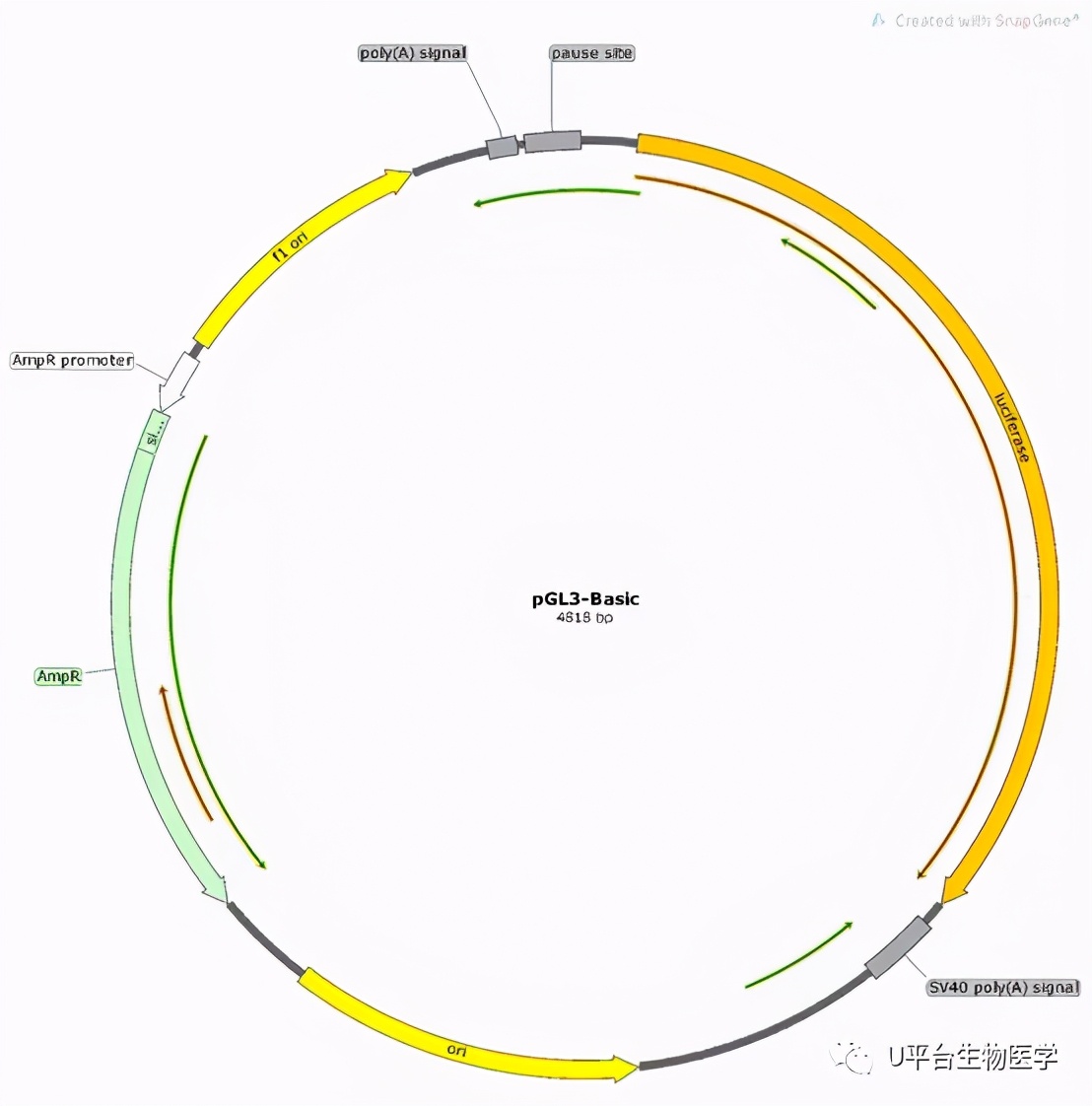 双荧光素酶报告基因检测，快来学习