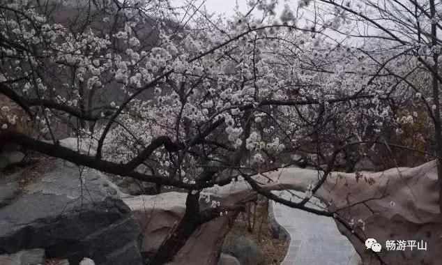 杏花雨 季語秦 資訊咖