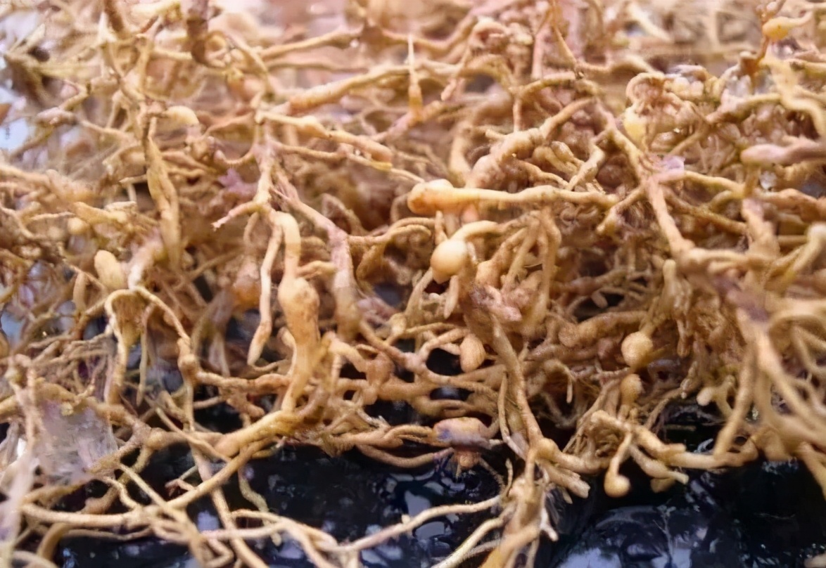 根结线虫克星治线虫用啥药效果好线翘翘防治根结线虫