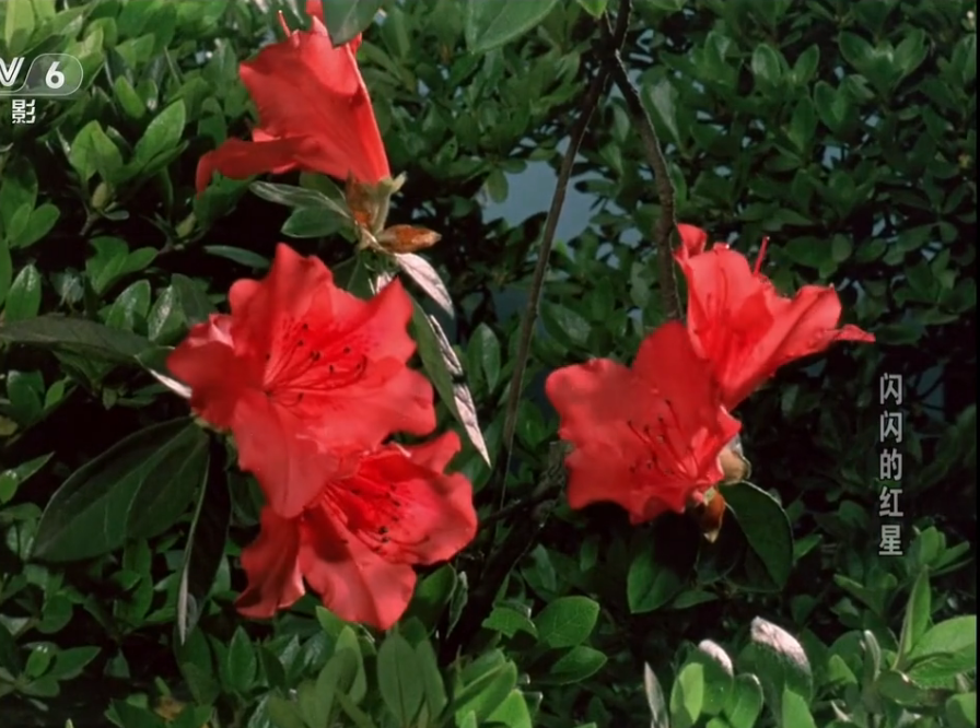 电影《闪闪的红星》故事，原型有许世友儿子，