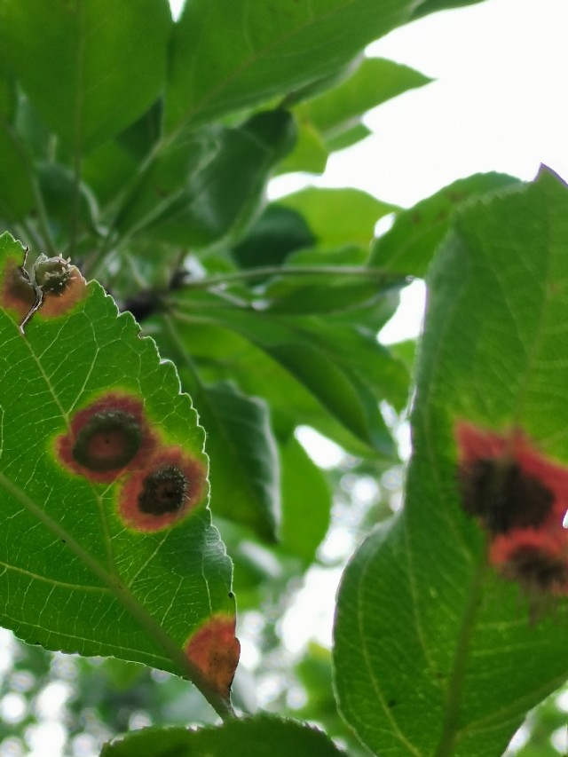 如何用园林栽培技术防治园林植物病虫害