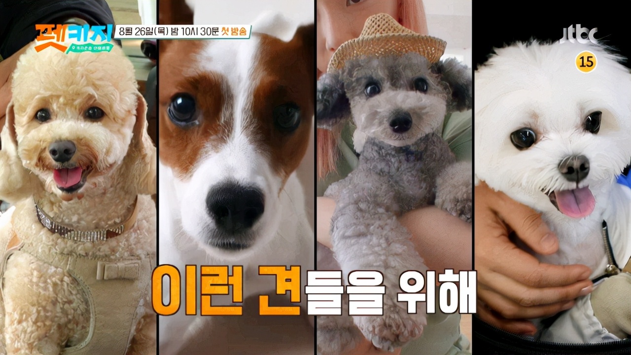 金希澈發言被遺棄動物協會批評：這樣做是把流浪狗趕到死角地帶