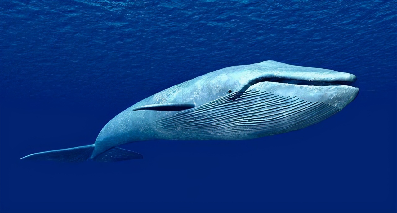 體型最大的哺乳動物藍鯨，交配時間只有幾十秒，奇怪的知識增加了- 頭條匯