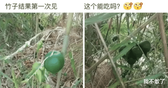“后山的竹子结果了，能吃吗？”哈哈哈你去问