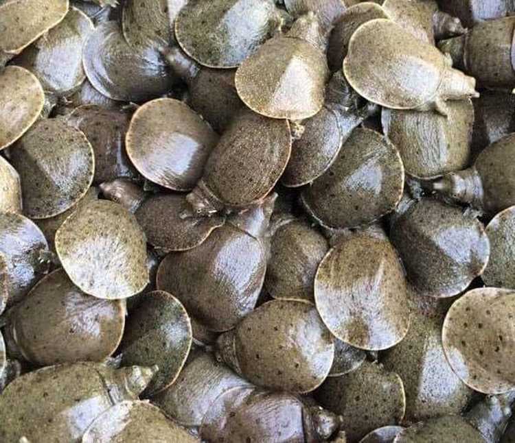 因中国人爱吃，柬埔寨养鳖业有点火