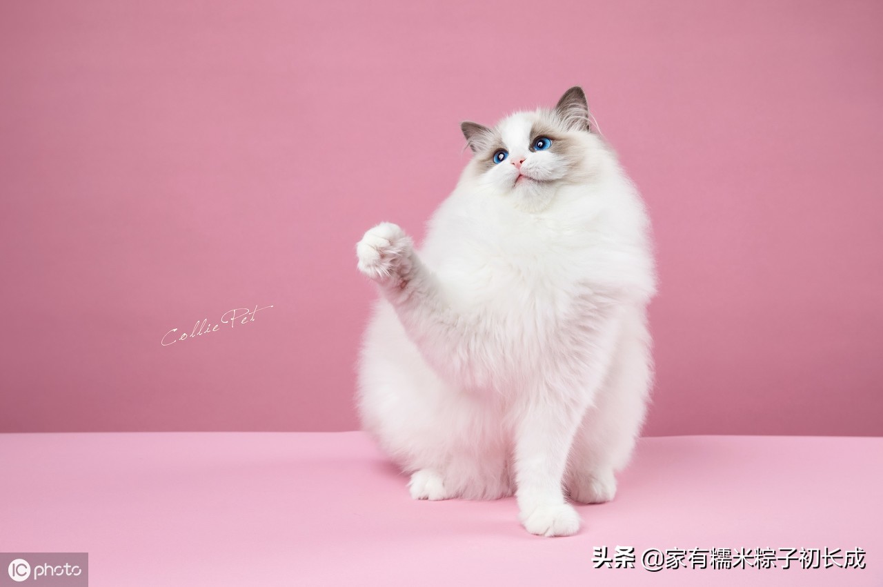 我是你想擁有，卻無法擁有的——布偶貓