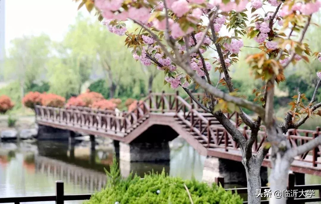 樱花的唯美句子简短 发樱花的朋友圈的配文图片