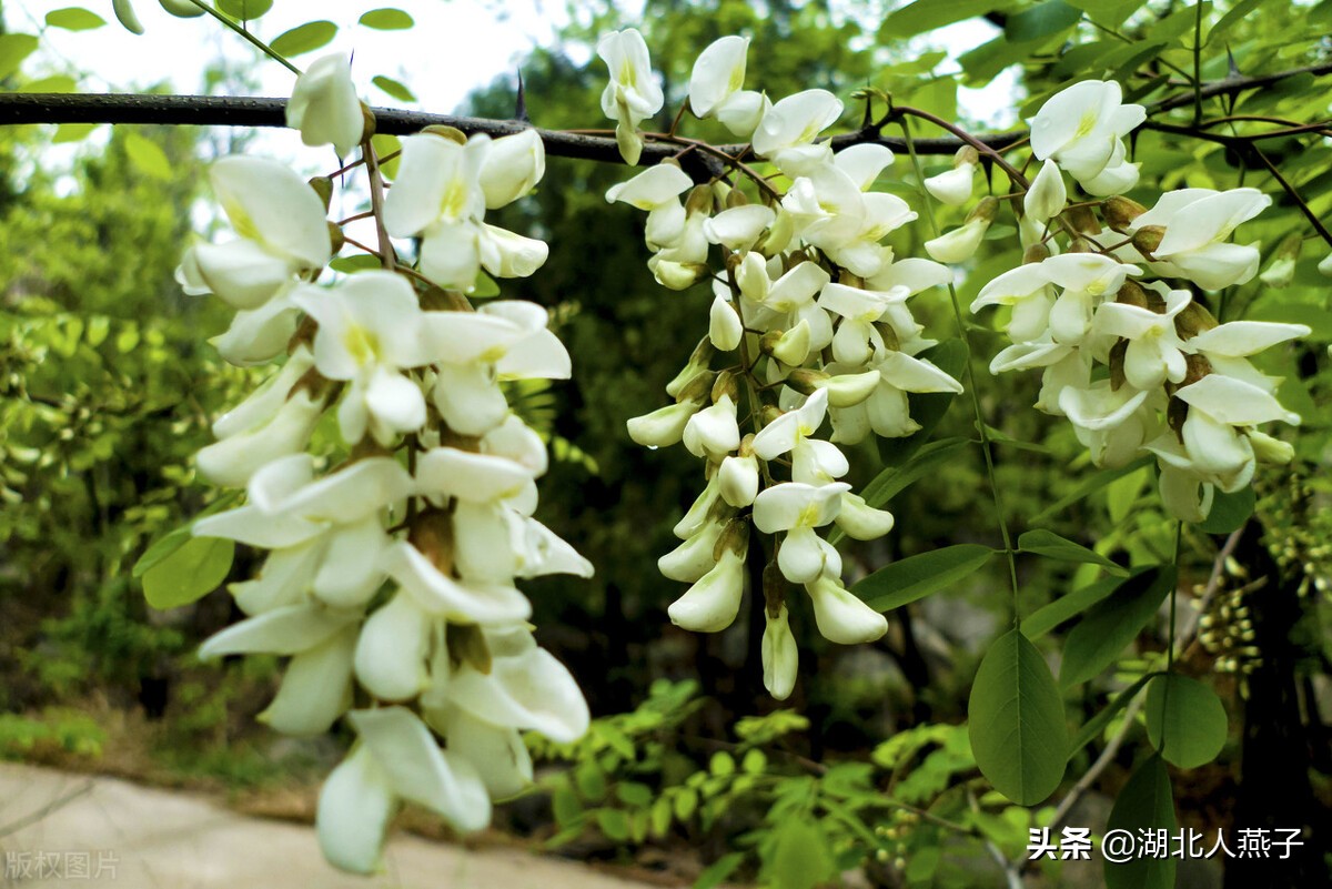 春天挖野菜，送你70种野菜图片大全，教你认识不同的野菜和吃法