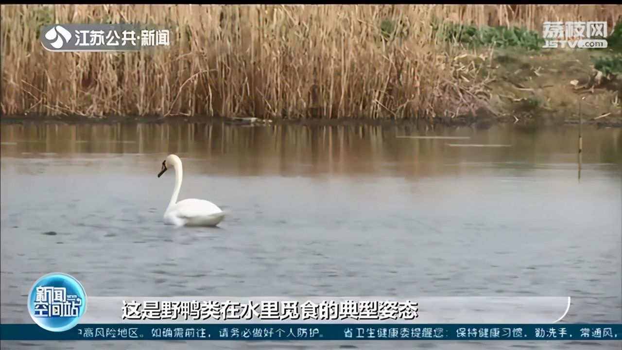 华东地区罕见！《丑小鸭》的天鹅原型疣鼻天鹅现身无锡一湿地