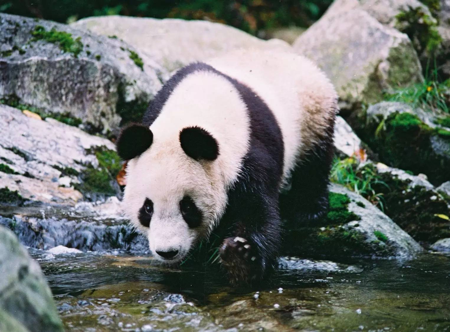 人牛大戰(zhàn)，占地為王，為什么秦嶺羚牛的保護級別依舊堪比大熊貓？