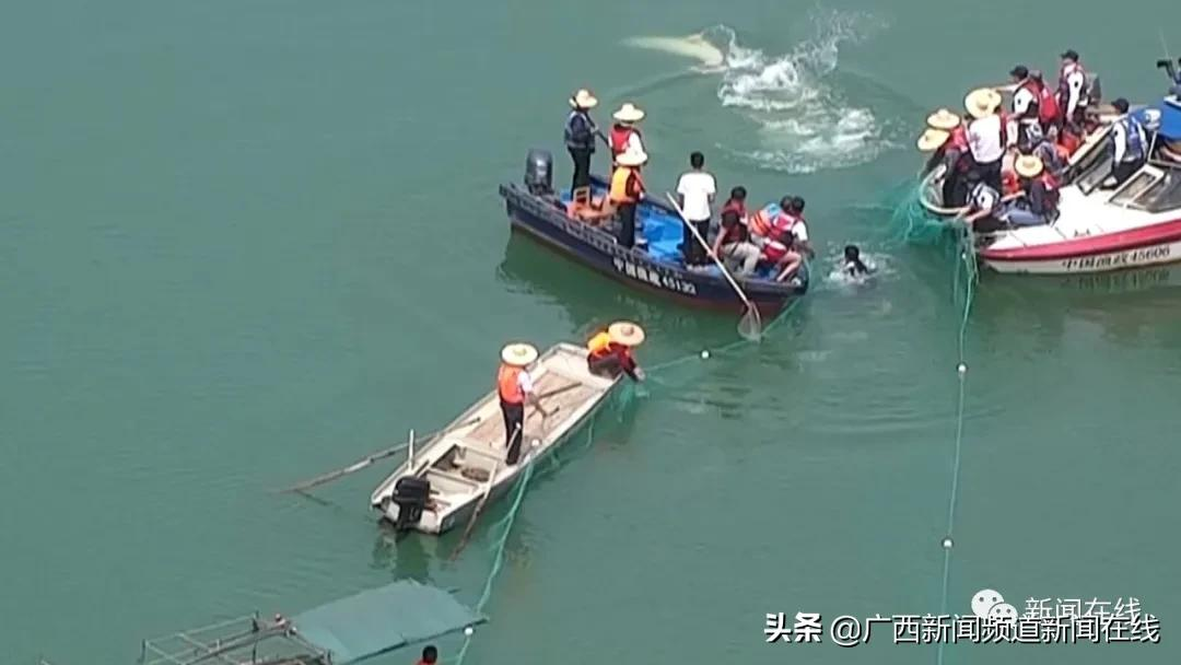 误入梧州西江的中华白海豚不幸死亡,尸体将被