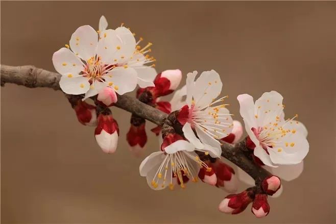 杏花诗词，惊艳了整个春天-第3张图片-非凡网
