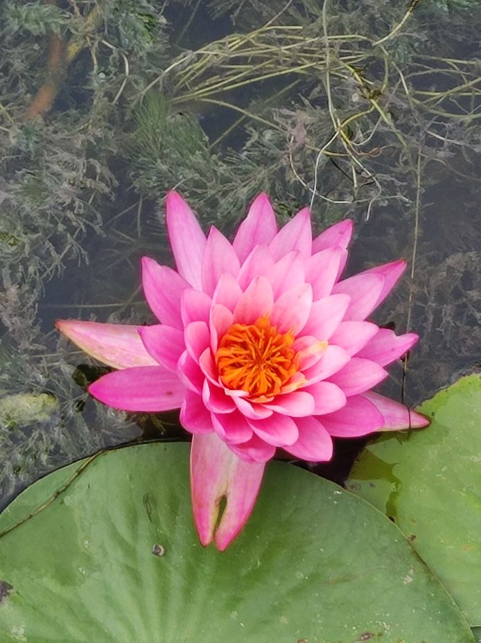 我迷上了今日头条