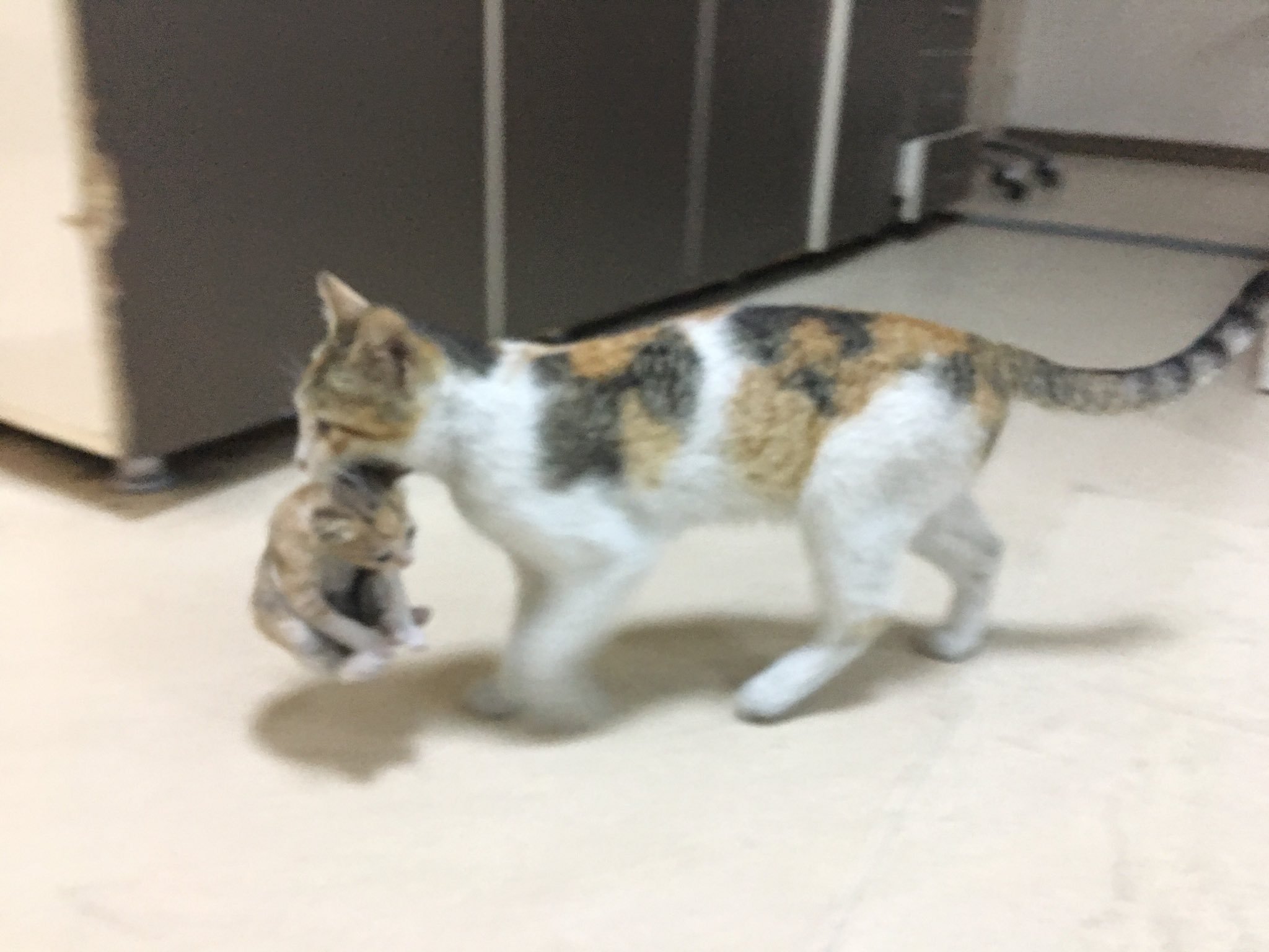 流浪貓媽媽帶小貓去醫院看病：它生病了，麻煩你們救救它！