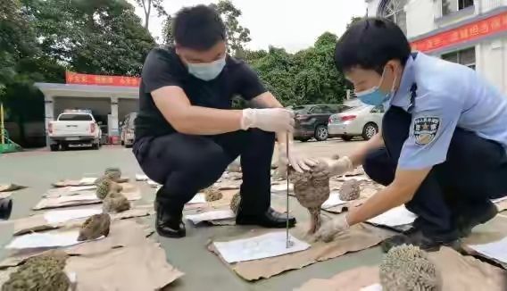 广西查获龟甲牡丹，植株如龟甲花朵似牡丹，100年才能长到巴掌大