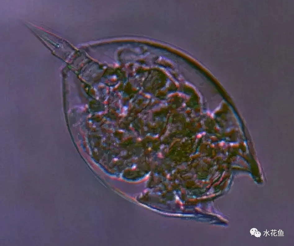 浮游动物与水产养殖:不能多也不能少,保障水生态系统的生物平衡
