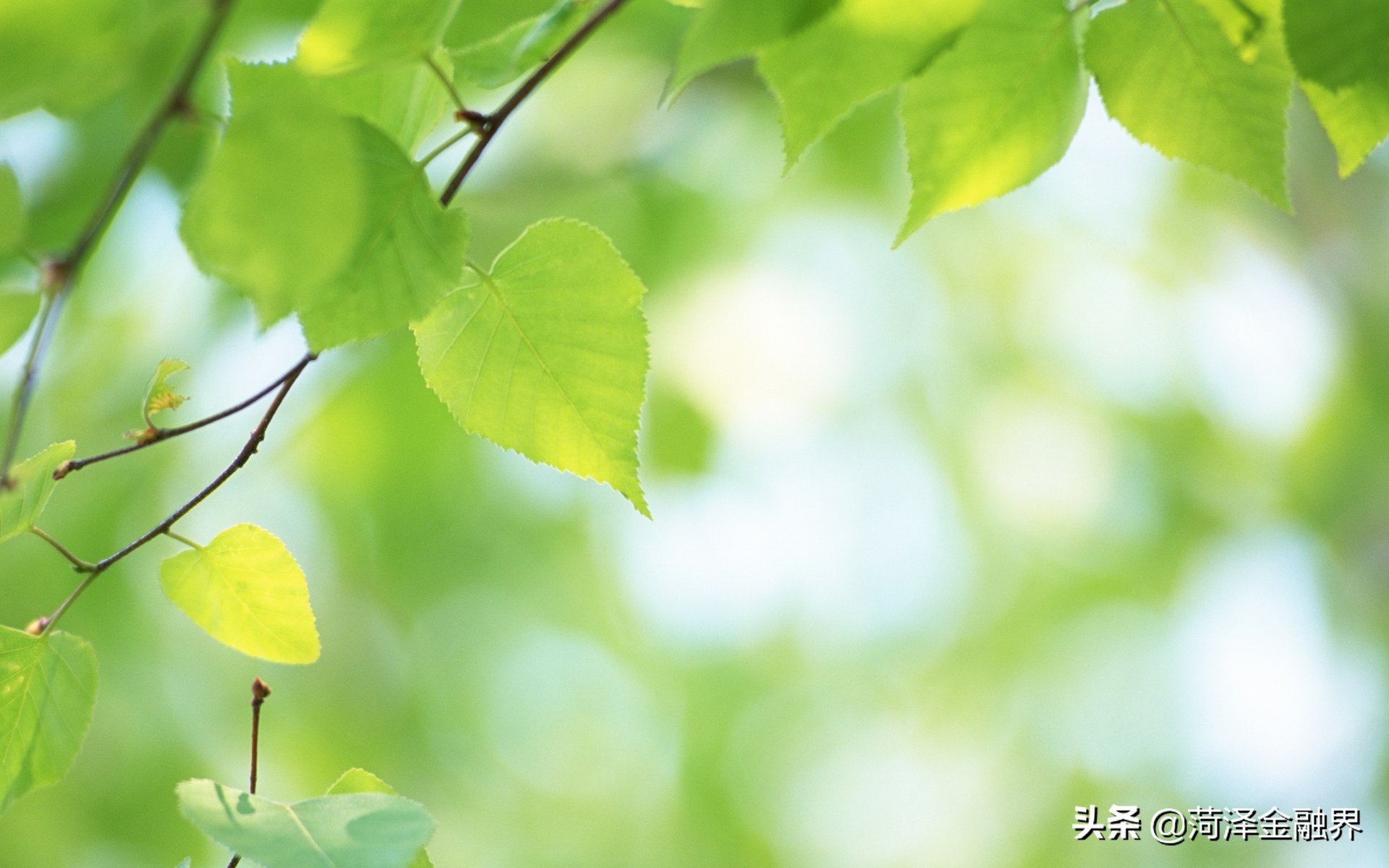 「银苑花香」夏日时光