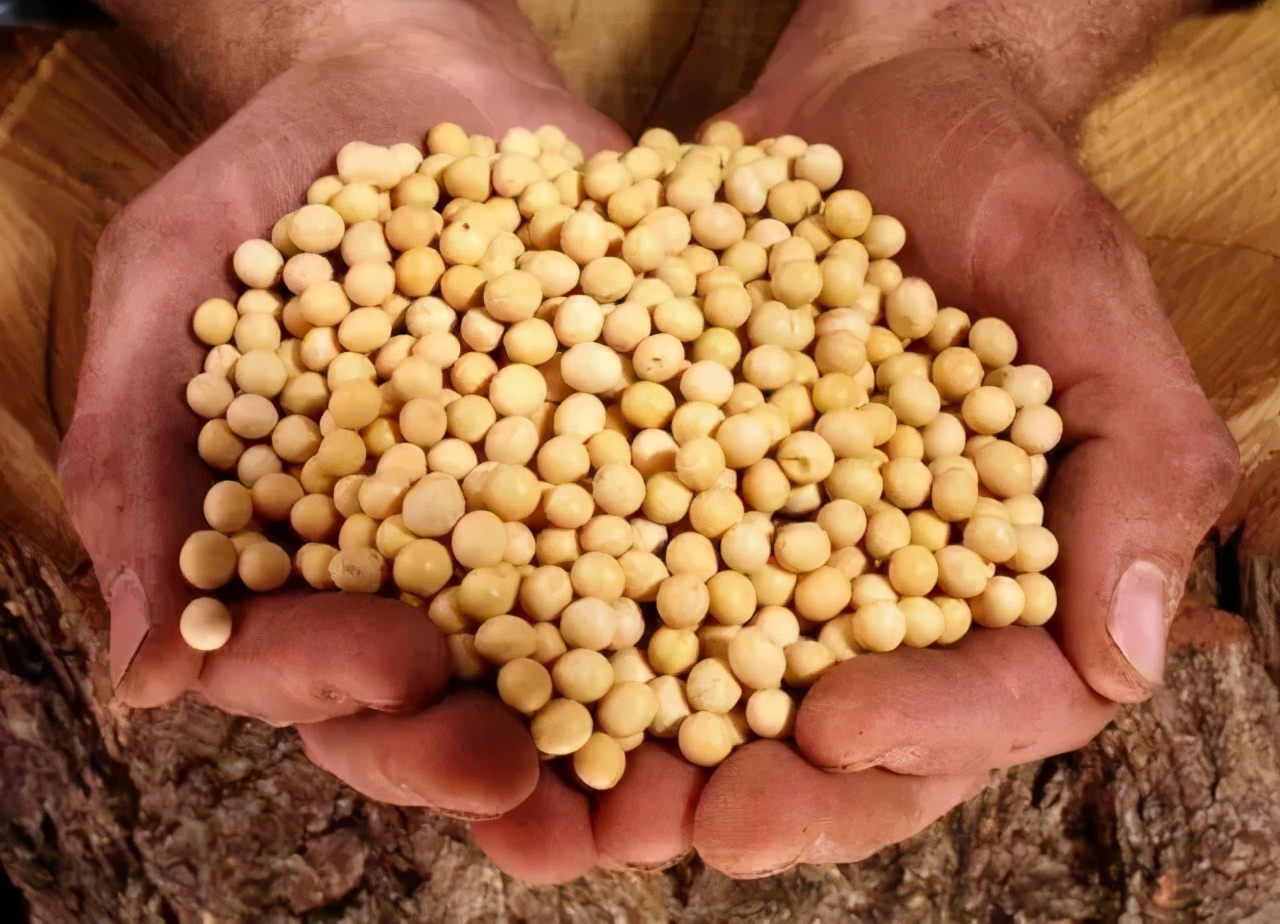 都說(shuō)美國(guó)養(yǎng)豬是世界第一，真是如此嗎？放眼全球哪國(guó)養(yǎng)豬最厲害？