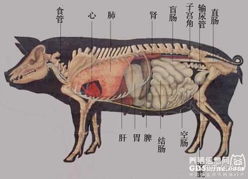 假如在菜市场买到一条蓝鲸，够一家三口吃多久？