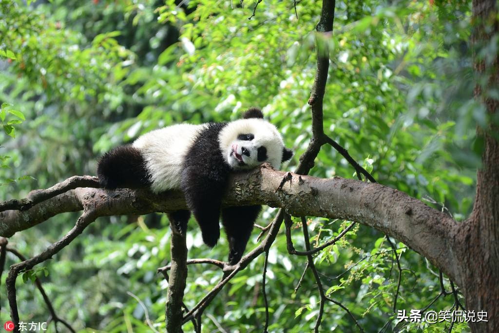 国宝熊猫，曾被美国盗走，如今过的怎样？