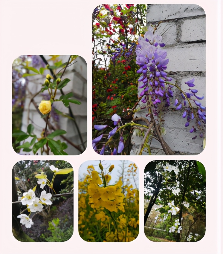 把春天送给你丨记双流区实小外国语学校三·八国际妇女节特别活动