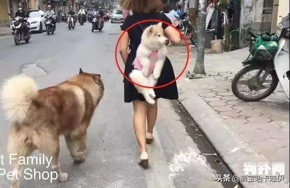 軟妹子養兩條阿拉斯加~真的很有勇氣