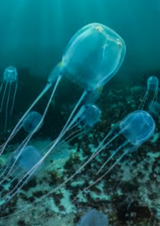 澳洲海滩出现全球最毒生物！一碰致命！已有1