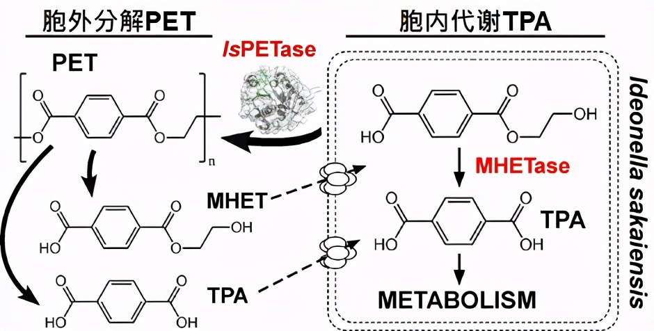 湖北大学获“新秘方”可短期内制造大量、低价的高活性塑料降解酶