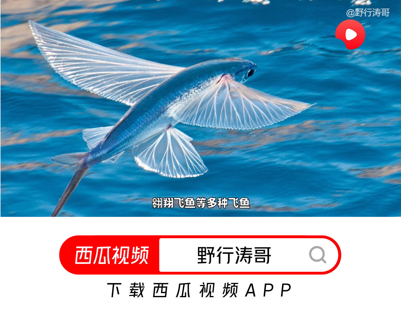 飛魚低空滑翔400米，秘訣在哪里？西瓜視頻告訴你