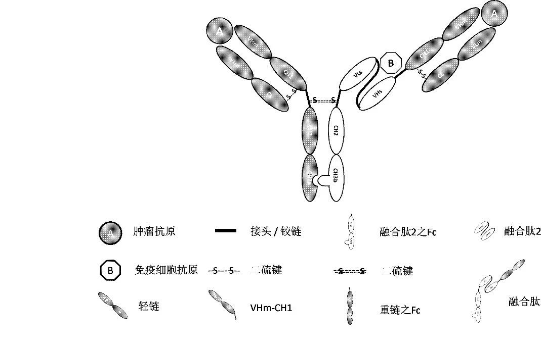 2:1 TCB双抗：罗氏/信达、恒瑞、药明、和铂医药、友芝友