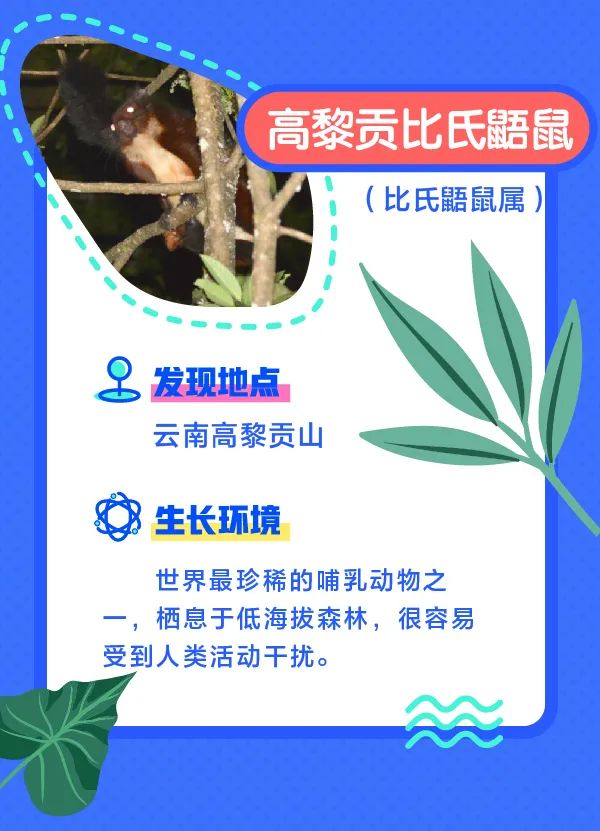 誰還不是個“小可愛”！這些動植物新物種你見過嗎？