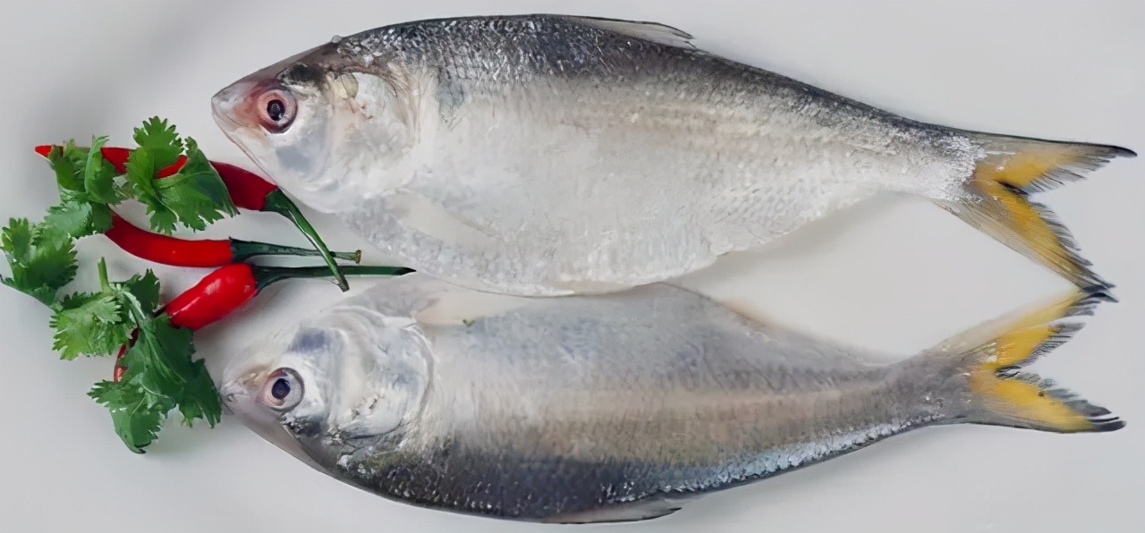 鲞鱼之鳓鱼清明之美味