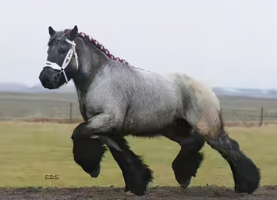 誰說“瘦死的駱駝比馬大”？這種馬比駱駝大多了！拉力堪比小貨車