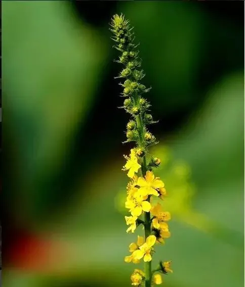 160種· 奇花異草,絕對有你沒見過的! 「下部分」