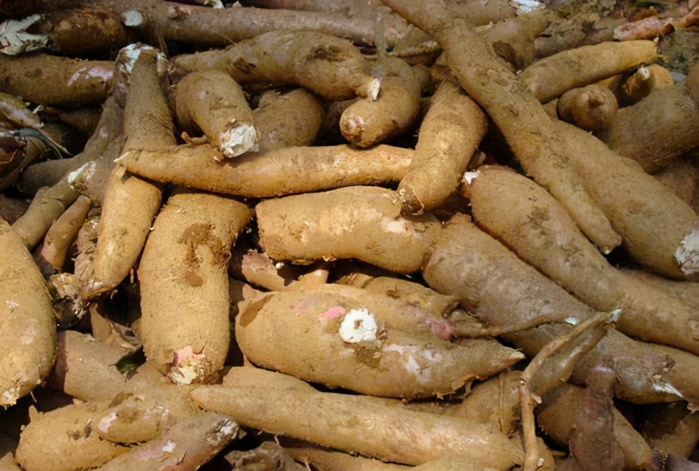 能毒死人的木薯，卻養(yǎng)活全球8億人，搖身一變成為富人美食