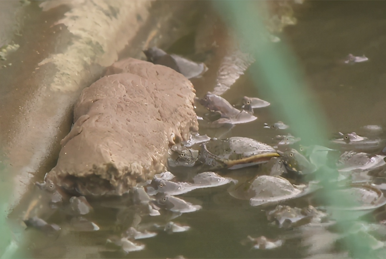 温室大棚加野外池塘的养鳖养殖模式