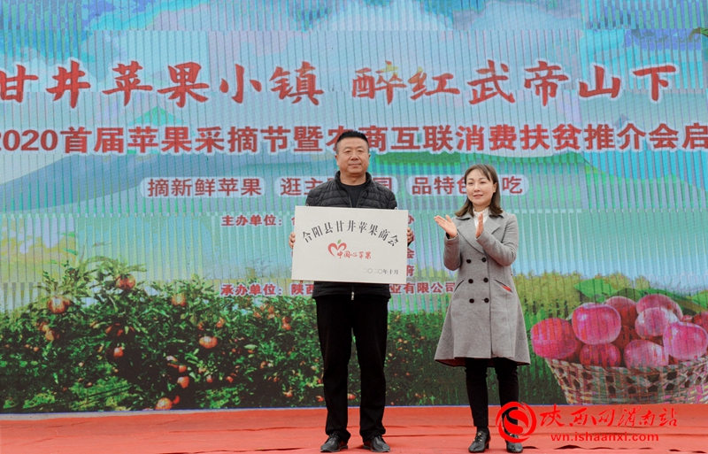 摘蘋果啦！合陽武帝山下首屆蘋果采摘節(jié)開幕（組圖）