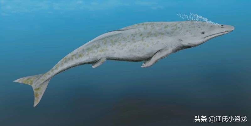 鯨魚(yú)的鼻孔怎么跑到頭頂上的？