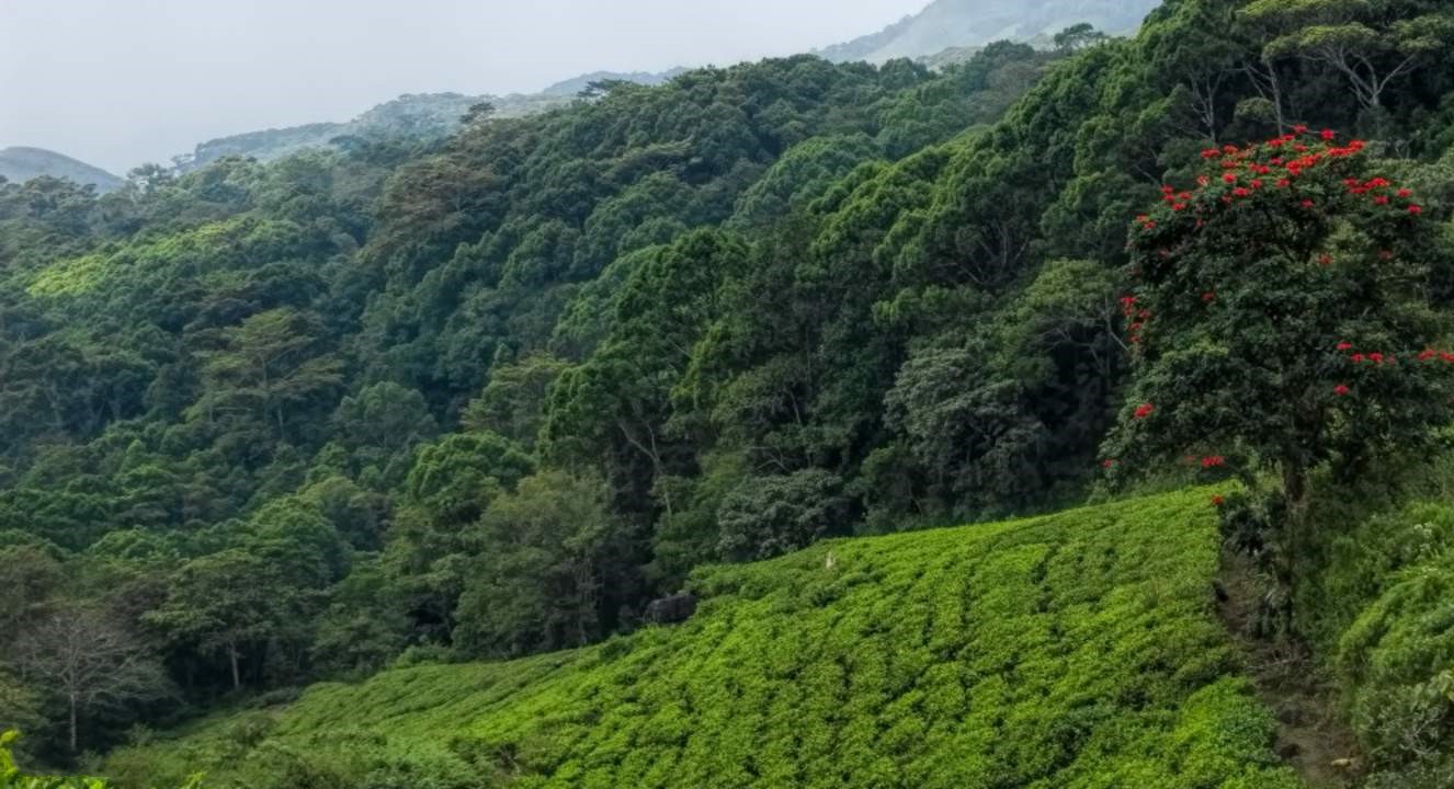 地球之肺，探索地球上的17個(gè)雨林