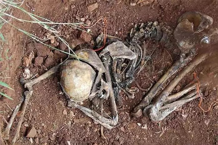 同是地球上的生物，为何动物不会对同类尸体感